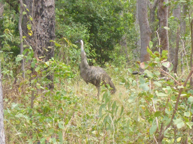 Very strange looking bird. An Emu, seen it the Lakefield NP.