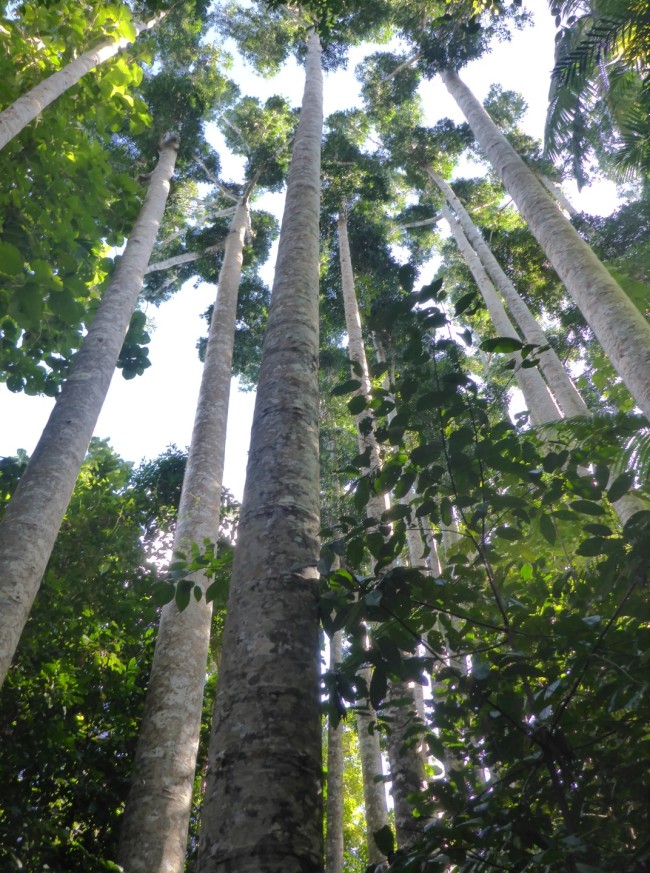 Kauri Pines grow very tall.